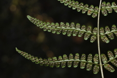 Dryopteris cochleata