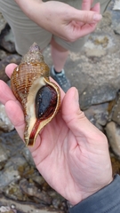 Australaria australasia