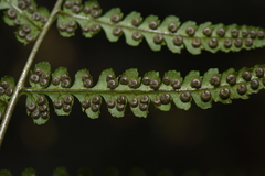 Dryopteris cochleata