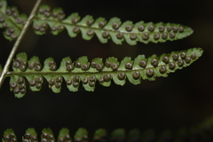 Dryopteris cochleata
