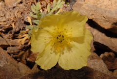 Papaver radicatum