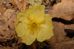 Papaver radicatum