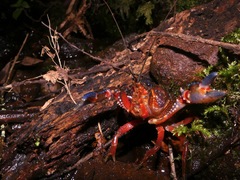 Euastacus woiwuru