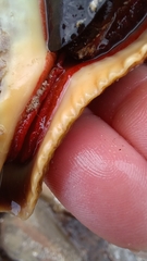 Australaria australasia