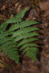 Dryopteris cochleata