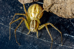 Oxyopes elegans