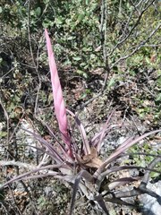 Tillandsia achyrostachys