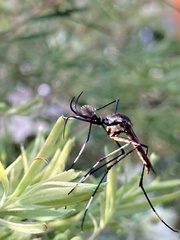 Toxorhynchites speciosus