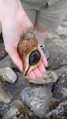 Australaria australasia