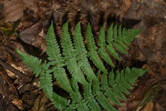 Dryopteris cochleata