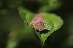 Surendra quercetorum