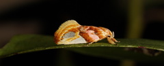 Habroscopa iriodes
