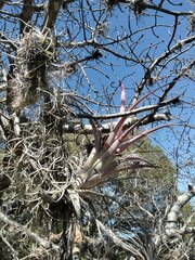 Tillandsia achyrostachys