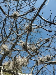 Tillandsia achyrostachys