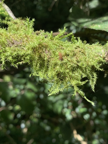 Aerobryopsis capensis observed 2023-01-02