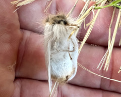 Trichiocercus mesomelas