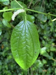 Piper capense capense