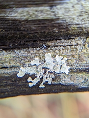 Lecanora strobilina