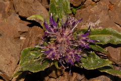 Saussurea angustifolia