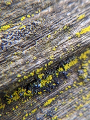 Candelariella efflorescens