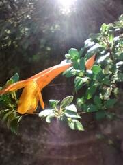 Clinopodium mexicanum