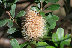 Banksia integrifolia