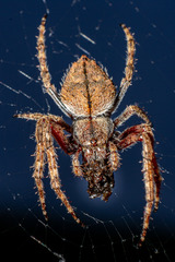 Socca pustulosa