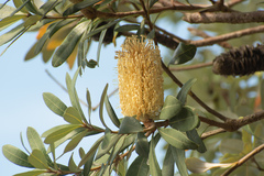 Banksia integrifolia