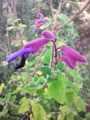 Salvia semiatrata