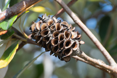 Banksia integrifolia