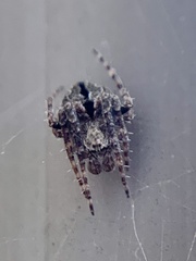 Eustala cepina