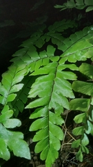 Adiantum latifolium