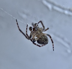 Eustala cepina