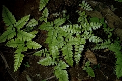 Adiantum latifolium
