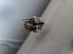 Eustala cepina