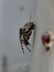 Eustala cepina