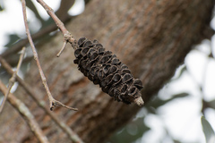 Banksia integrifolia