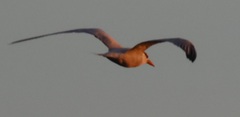 Thalasseus maximus