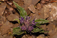 Saussurea angustifolia
