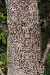 Banksia integrifolia