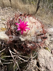 Melocactus curvispinus