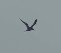 Thalasseus maximus