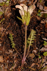 Pedicularis capitata