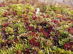 Drosera uniflora