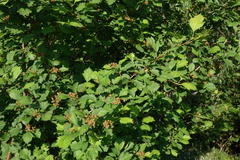 Crataegus dahurica