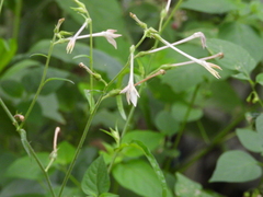 Nicotiana plumbaginifolia