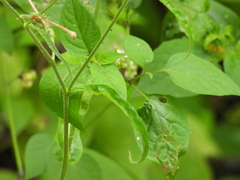 Nicotiana plumbaginifolia