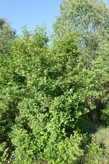 Crataegus dahurica