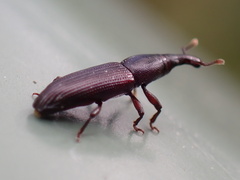 Cossoninae