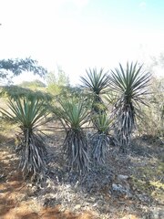 Agave karwinskii